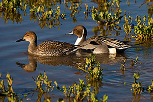 Northern Pintails couple at Riparian Preserve