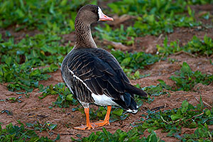Greater White-fronted Goose at Riparian Preserve