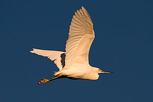 Snowy Egret in flight at Riparian Preserve
