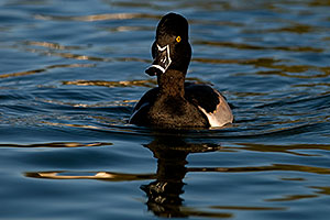 Ring-necked Duck at Freestone Park