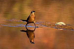 Great-tailed Grackle at Riparian Preserve