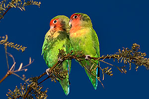 Peach-faced Lovebirds at Riparian Preserve