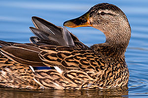 Mallard [female] showing off her feathers at Riparian Preserve