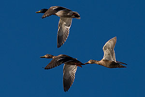 Mallards in flight at Riparian Preserve