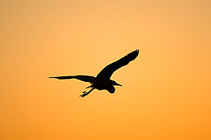 Great Egret in flight at Riparian Preserve