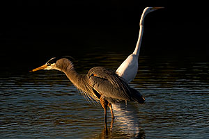 Great Blue Heron [front] and Great Egret at Riparian Preserve