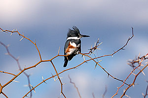 Belted Kingfisher [female] at Riparian Preserve