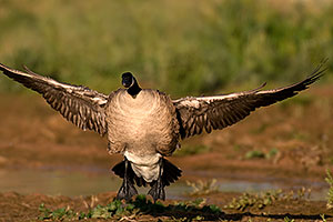 Canadian Goose spreading her wings at Riparian Preserve