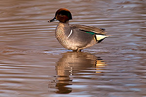 Green-winged Teal [male] with puffy head at Riparian Preserve