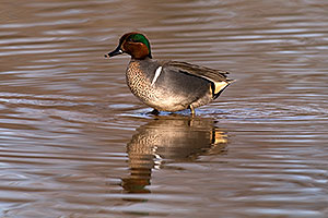 Green-winged Teal [male] at Riparian Preserve