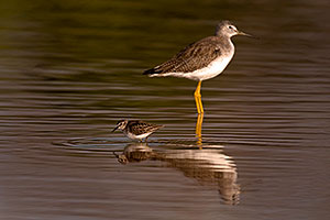 Least Sandpiper [front] and Greater Yellowlegs [back] at Riparian Preserve