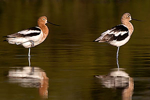 Avocet in breeding plumage [left] and transitional plumage [right] at Riparian Preserve