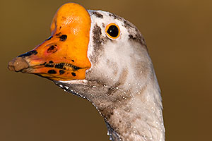 Chinese Goose at Riparian Preserve