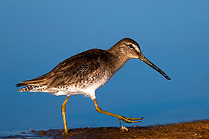 Long-billed Dowitcher at Riparian Preserve