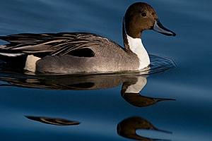 Northern Pintail [male] with double head reflection at Riparian Preserve