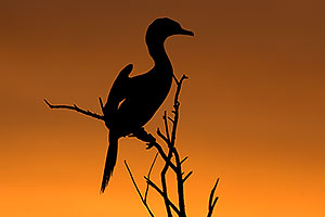 Neotropic Cormorant at sunset at Riparian Preserve