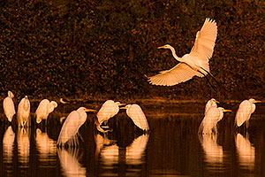 10 Great Egrets at Riparian Preserve