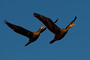 Cormorants in flight at Riparian Preserve