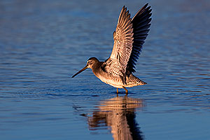 Long-billed Dowitcher in flight at Riparian Preserve