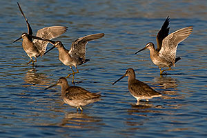 Long-billed Dowitchers at Riparian Preserve