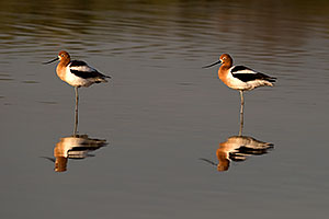 American Avocets [female on left] at Riparian Preserve