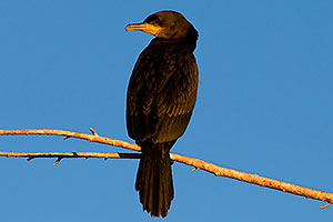 Neotropic Cormorant at Riparian Preserve