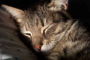 Ella sleeping - Ella, the loveable stray cat