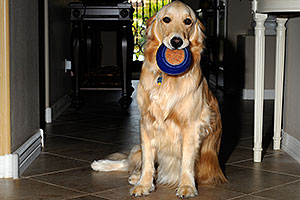 Izzy (Golden Retriever) with a toy - 2 years old