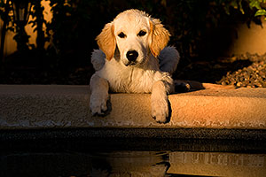 Bella (English Golden Retriever) by the pool