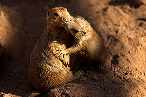 Affectionate Prairie Dogs at the Phoenix Zoo