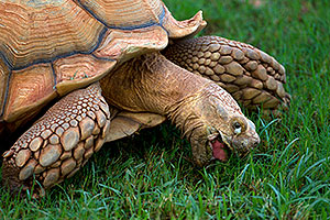 Sulcata Tortoise (reaching weights of 70-230lb) at the Phoenix Zoo