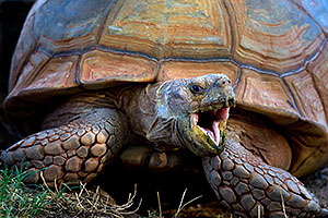 Sulcata Tortoise opening mouth at the Phoenix Zoo