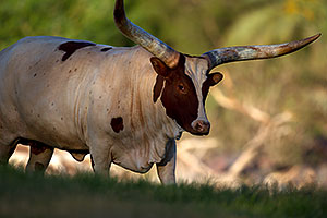 Watusi Cattle at the Phoenix Zoo
