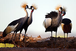 East African Crowned Cranes at the Phoenix Zoo