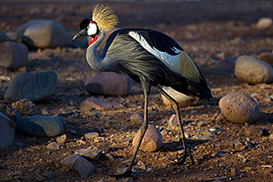 East African Crowned Crane at the Phoenix Zoo