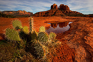 Prickly Pear cactus and Cathedral Rock in Sedona