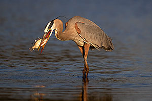 Great Blue Heron with a fish at Riparian Preserve