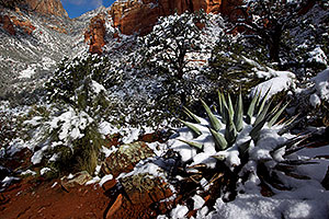 Morning snow on Agave in Sedona