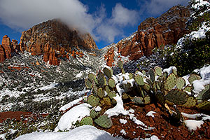 Morning snow on Prickly Pear Cactus in Sedona