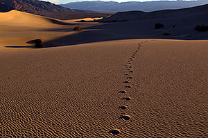 Footprints and Sand Patterns at Mesquite Sand Dunes in Death Valley