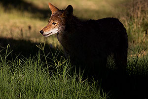 Coyote in Furnace Creek in Death Valley