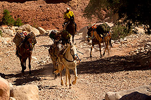 Pack horses along Havasupai Trail