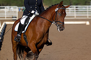 Blue eyed horse at English dressage in Flagstaff
