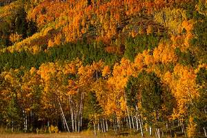 Yellow, orange and green Fall Colors in Maroon Bells, Colorado