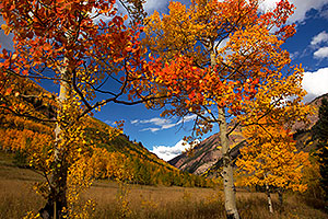 Orange and yellow Fall Colors in Maroon Bells, Colorado