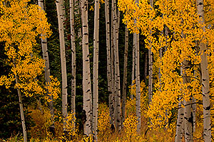 Yellow Aspen Fall Colors in Maroon Bells, Colorado