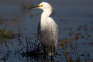 Snowy Egret at Riparian Preserve