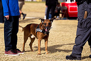Raidin the Police Dog [Belgian Malinois] in Lake Havasu City, Arizona