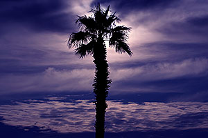 Palm Tree in Lake Havasu City, Arizona