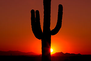 Saguaro cactus at sunset in Superstitions